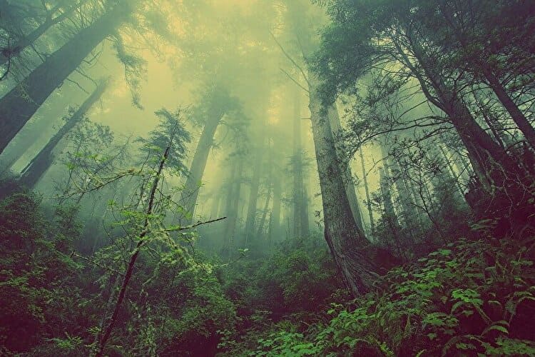 幻想的な森